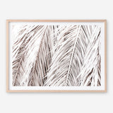 Shop Dried Palm Leaves Photo Art Print a photography wall art print from The Print Emporium wall artwork collection - Buy Australian made fine art poster and framed prints for the home and your interior decor room, TPE-701-AP