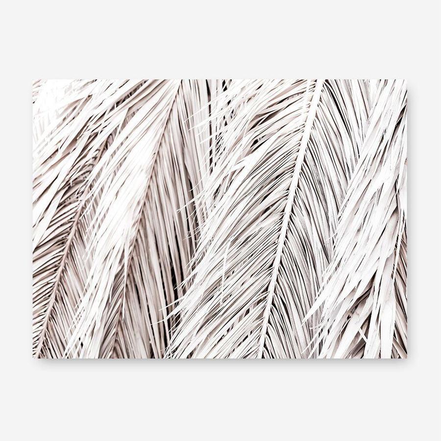 Shop Dried Palm Leaves Photo Canvas Print a photography framed stretched canvas print from The Print Emporium wall artwork collection - Buy Australian made prints for the home and your interior decor space, TPE-701-CA-35X46-NF