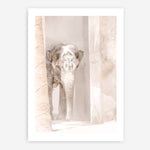 Shop Elephant Steps Photo Art Print a Moroccan desert boho themed photography wall art print from The Print Emporium wall artwork collection - Buy Australian made fine art poster and framed prints for the home and your interior decor room, TPE-1126-AP