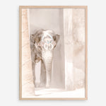 Shop Elephant Steps Photo Art Print a Moroccan desert boho themed photography wall art print from The Print Emporium wall artwork collection - Buy Australian made fine art poster and framed prints for the home and your interior decor room, TPE-1126-AP