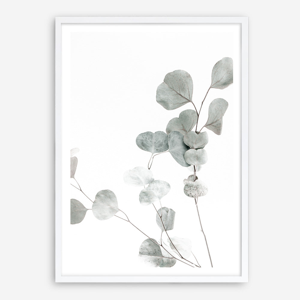 Shop Eucalyptus I Photo Art Print a photography wall art print from The Print Emporium wall artwork collection - Buy Australian made fine art poster and framed prints for the home and your interior decor room, TPE-623-AP