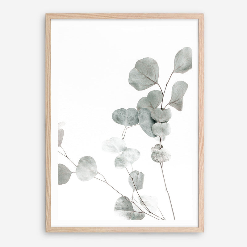 Shop Eucalyptus I Photo Art Print a photography wall art print from The Print Emporium wall artwork collection - Buy Australian made fine art poster and framed prints for the home and your interior decor room, TPE-623-AP