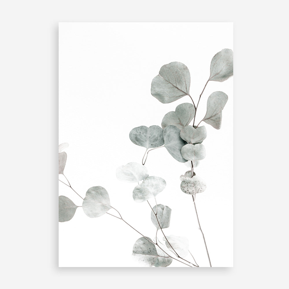 Shop Eucalyptus I Photo Art Print a photography wall art print from The Print Emporium wall artwork collection - Buy Australian made fine art poster and framed prints for the home and your interior decor room, TPE-623-AP
