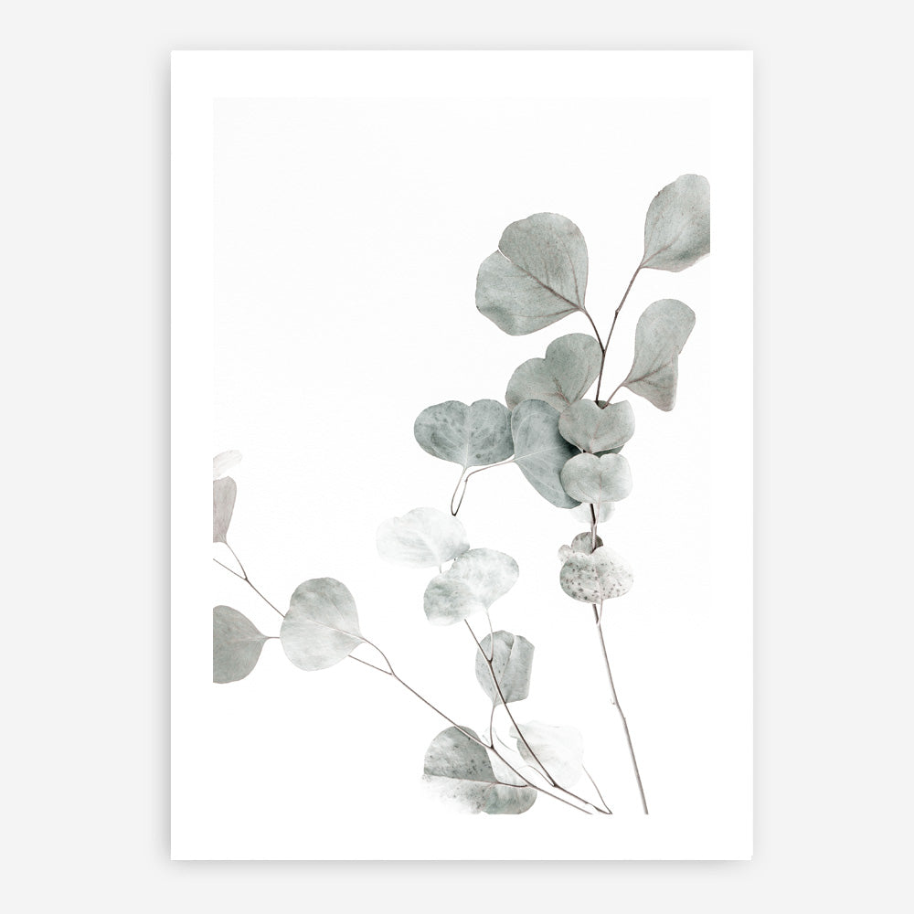 Shop Eucalyptus I Photo Art Print a photography wall art print from The Print Emporium wall artwork collection - Buy Australian made fine art poster and framed prints for the home and your interior decor room, TPE-623-AP
