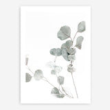 Shop Eucalyptus I Photo Art Print a photography wall art print from The Print Emporium wall artwork collection - Buy Australian made fine art poster and framed prints for the home and your interior decor room, TPE-623-AP