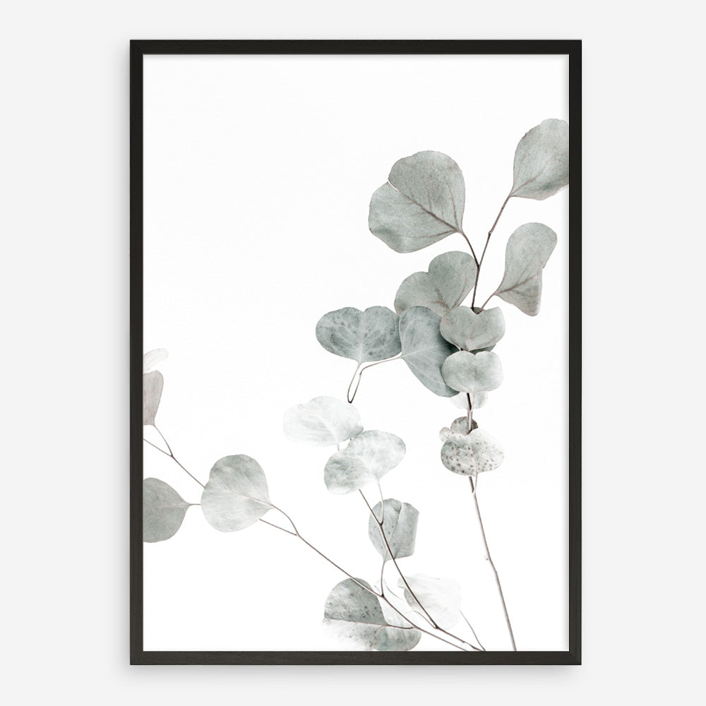 Shop Eucalyptus I Photo Art Print a photography wall art print from The Print Emporium wall artwork collection - Buy Australian made fine art poster and framed prints for the home and your interior decor room, TPE-623-AP