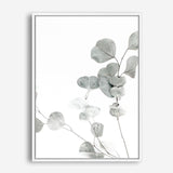Shop Eucalyptus I Photo Canvas Print a photography framed stretched canvas print from The Print Emporium wall artwork collection - Buy Australian made prints for the home and your interior decor space, TPE-623-CA-35X46-NF