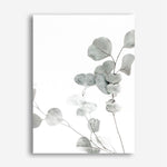 Shop Eucalyptus I Photo Canvas Print a photography framed stretched canvas print from The Print Emporium wall artwork collection - Buy Australian made prints for the home and your interior decor space, TPE-623-CA-35X46-NF