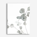 Shop Eucalyptus I Photo Canvas Print a photography framed stretched canvas print from The Print Emporium wall artwork collection - Buy Australian made prints for the home and your interior decor space, TPE-623-CA-35X46-NF