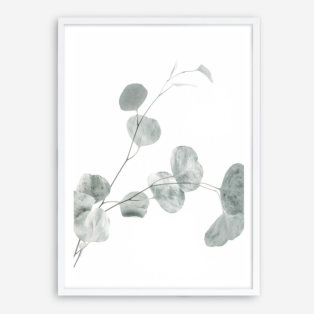 Shop Eucalyptus II Photo Art Print a photography wall art print from The Print Emporium wall artwork collection - Buy Australian made fine art poster and framed prints for the home and your interior decor room, TPE-624-AP