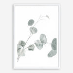Shop Eucalyptus II Photo Art Print a photography wall art print from The Print Emporium wall artwork collection - Buy Australian made fine art poster and framed prints for the home and your interior decor room, TPE-624-AP