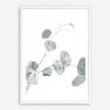 Shop Eucalyptus II Photo Art Print a photography wall art print from The Print Emporium wall artwork collection - Buy Australian made fine art poster and framed prints for the home and your interior decor room, TPE-624-AP