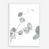 Shop Eucalyptus II Photo Art Print a photography wall art print from The Print Emporium wall artwork collection - Buy Australian made fine art poster and framed prints for the home and your interior decor room, TPE-624-AP