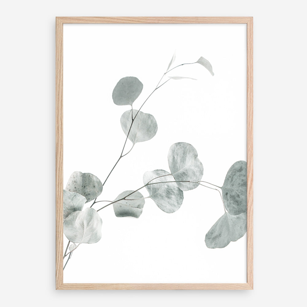 Shop Eucalyptus II Photo Art Print a photography wall art print from The Print Emporium wall artwork collection - Buy Australian made fine art poster and framed prints for the home and your interior decor room, TPE-624-AP