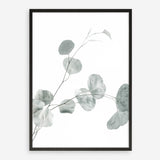 Shop Eucalyptus II Photo Art Print a photography wall art print from The Print Emporium wall artwork collection - Buy Australian made fine art poster and framed prints for the home and your interior decor room, TPE-624-AP