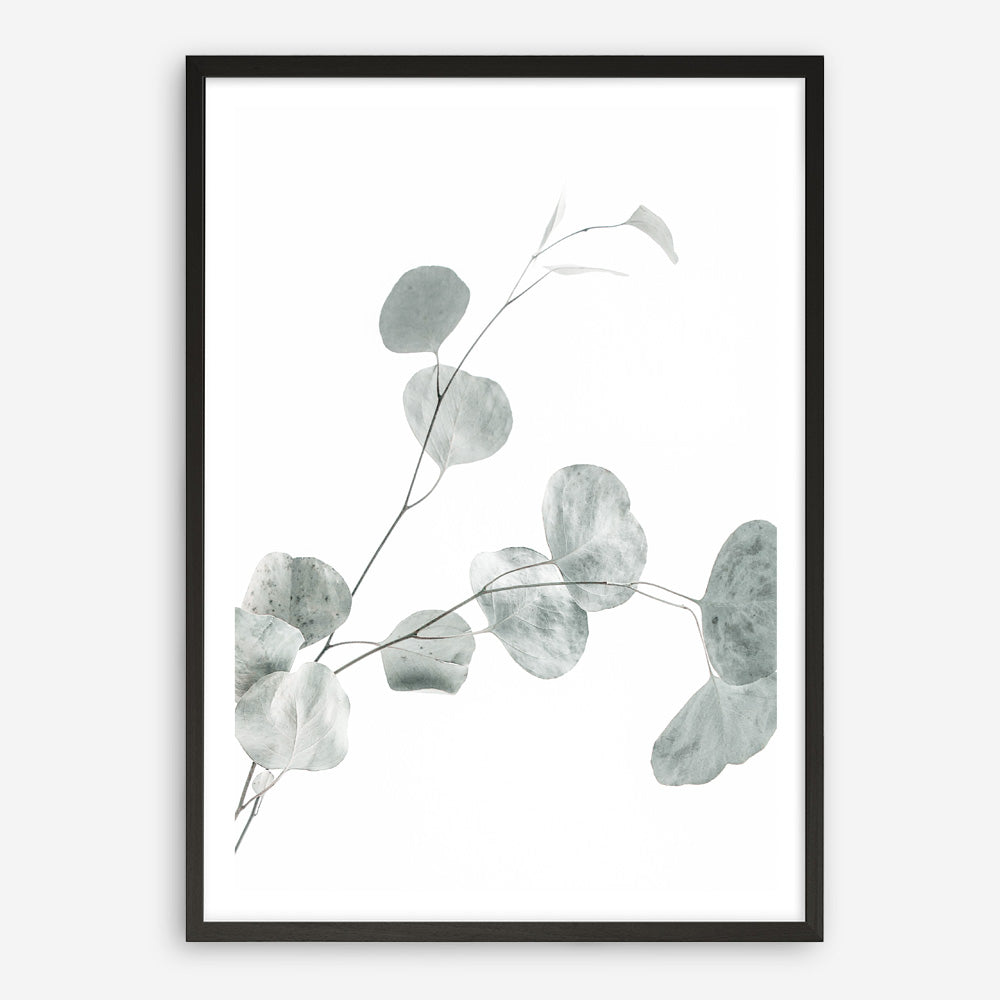 Shop Eucalyptus II Photo Art Print a photography wall art print from The Print Emporium wall artwork collection - Buy Australian made fine art poster and framed prints for the home and your interior decor room, TPE-624-AP