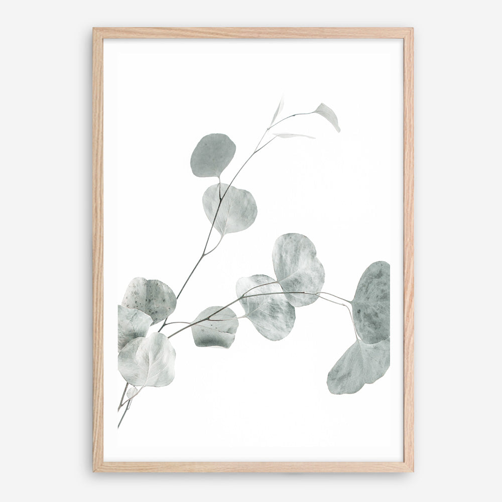 Buy Eucalyptus II Photo Art Print | The Print Emporium®