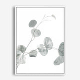 Shop Eucalyptus II Photo Canvas Print a photography framed stretched canvas print from The Print Emporium wall artwork collection - Buy Australian made prints for the home and your interior decor space, TPE-624-CA-35X46-NF