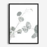 Shop Eucalyptus II Photo Canvas Print a photography framed stretched canvas print from The Print Emporium wall artwork collection - Buy Australian made prints for the home and your interior decor space, TPE-624-CA-35X46-NF