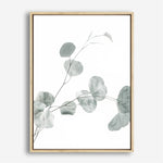 Shop Eucalyptus II Photo Canvas Print a photography framed stretched canvas print from The Print Emporium wall artwork collection - Buy Australian made prints for the home and your interior decor space, TPE-624-CA-35X46-NF