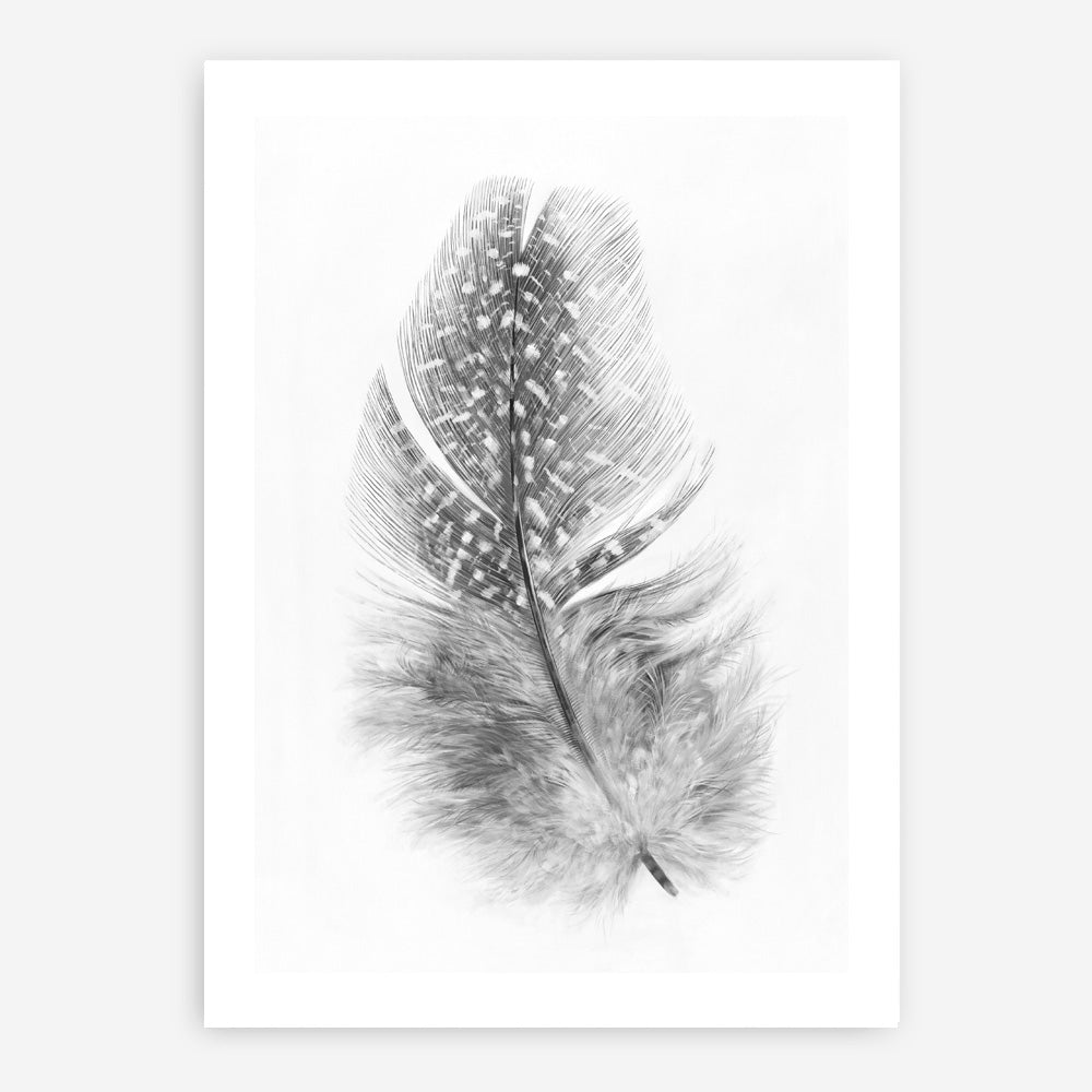Shop Feather Art Print a painted bird themed wall art print from The Print Emporium wall artwork collection - Buy Australian made fine art painting style poster and framed prints for the home and your interior decor room, TPE-211-AP