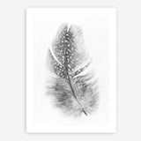 Shop Feather Art Print a painted bird themed wall art print from The Print Emporium wall artwork collection - Buy Australian made fine art painting style poster and framed prints for the home and your interior decor room, TPE-211-AP