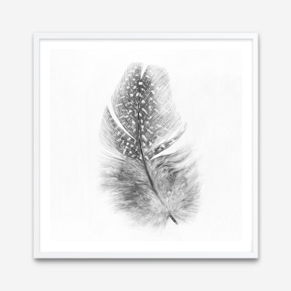 Shop Feather (Square) Art Print a painted bird themed wall art print from The Print Emporium wall artwork collection - Buy Australian made fine art painting style poster and framed prints for the home and your interior decor room, TPE-185-AP
