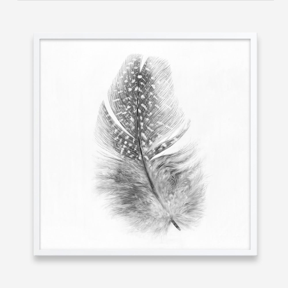 Shop Feather (Square) Art Print a painted bird themed wall art print from The Print Emporium wall artwork collection - Buy Australian made fine art painting style poster and framed prints for the home and your interior decor room, TPE-185-AP