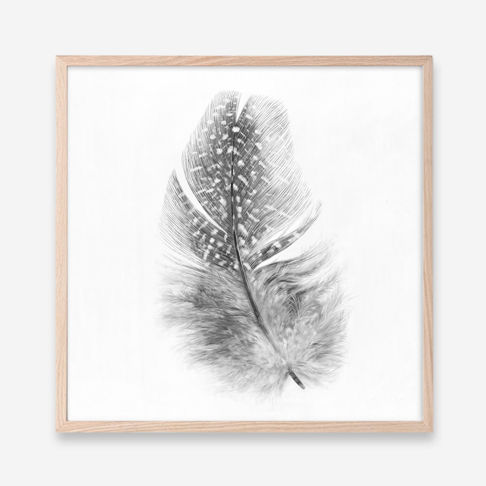 Shop Feather (Square) Art Print a painted bird themed wall art print from The Print Emporium wall artwork collection - Buy Australian made fine art painting style poster and framed prints for the home and your interior decor room, TPE-185-AP