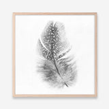Shop Feather (Square) Art Print a painted bird themed wall art print from The Print Emporium wall artwork collection - Buy Australian made fine art painting style poster and framed prints for the home and your interior decor room, TPE-185-AP
