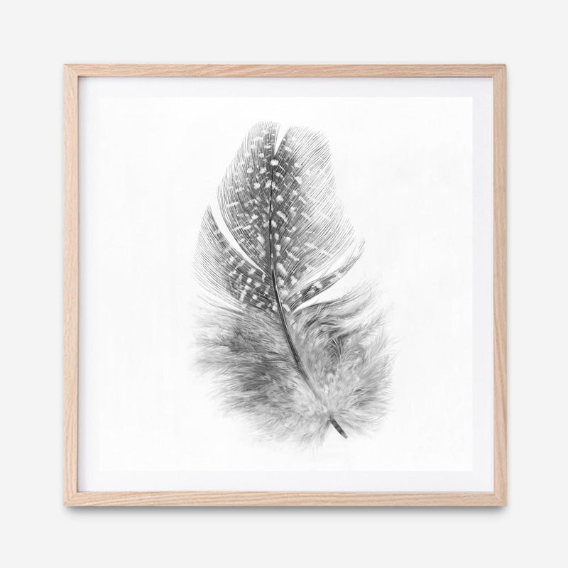 Shop Feather (Square) Art Print a painted bird themed wall art print from The Print Emporium wall artwork collection - Buy Australian made fine art painting style poster and framed prints for the home and your interior decor room, TPE-185-AP