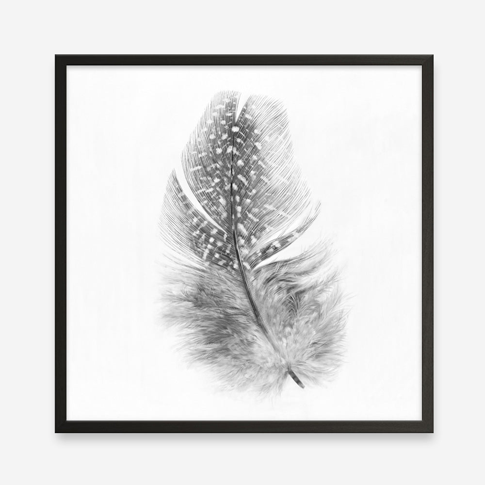 Shop Feather (Square) Art Print a painted bird themed wall art print from The Print Emporium wall artwork collection - Buy Australian made fine art painting style poster and framed prints for the home and your interior decor room, TPE-185-AP