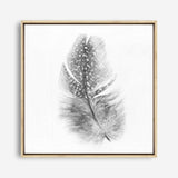 Shop Feather (Square) Canvas Print a painted bird themed framed canvas wall art print from The Print Emporium artwork collection - Buy Australian made fine art painting style stretched canvas prints for the home and your interior decor space, TPE-185-CA-40X40-NF