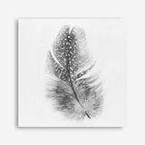 Shop Feather (Square) Canvas Print a painted bird themed framed canvas wall art print from The Print Emporium artwork collection - Buy Australian made fine art painting style stretched canvas prints for the home and your interior decor space, TPE-185-CA-40X40-NF