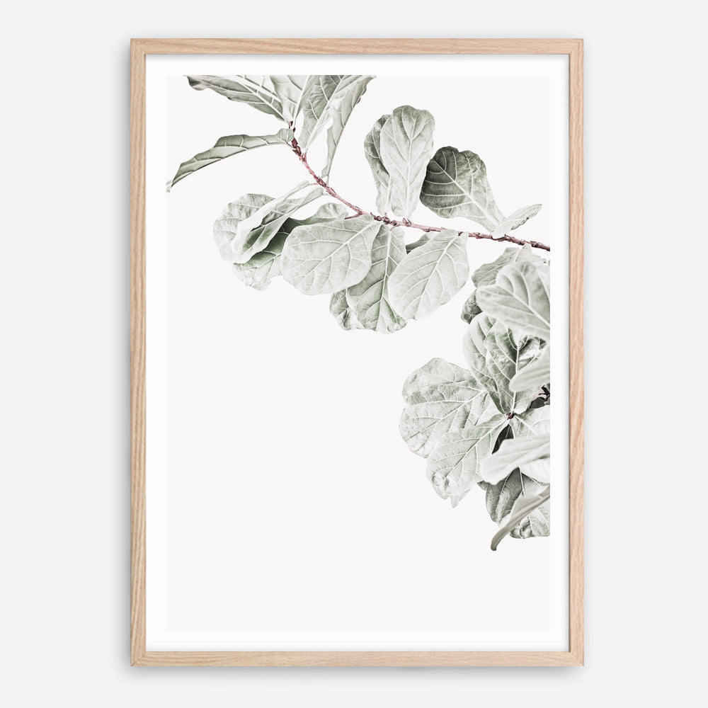 Shop Fiddle-Leaf Fig II Photo Art Print a floral themed photography wall art print from The Print Emporium wall artwork collection - Buy Australian made fine art poster and framed prints for the home and your interior decor room, TPE-596-AP