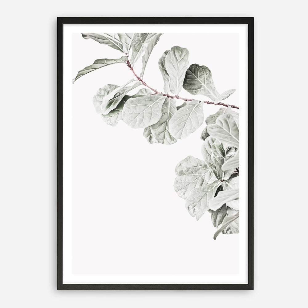 Shop Fiddle-Leaf Fig II Photo Art Print a floral themed photography wall art print from The Print Emporium wall artwork collection - Buy Australian made fine art poster and framed prints for the home and your interior decor room, TPE-596-AP