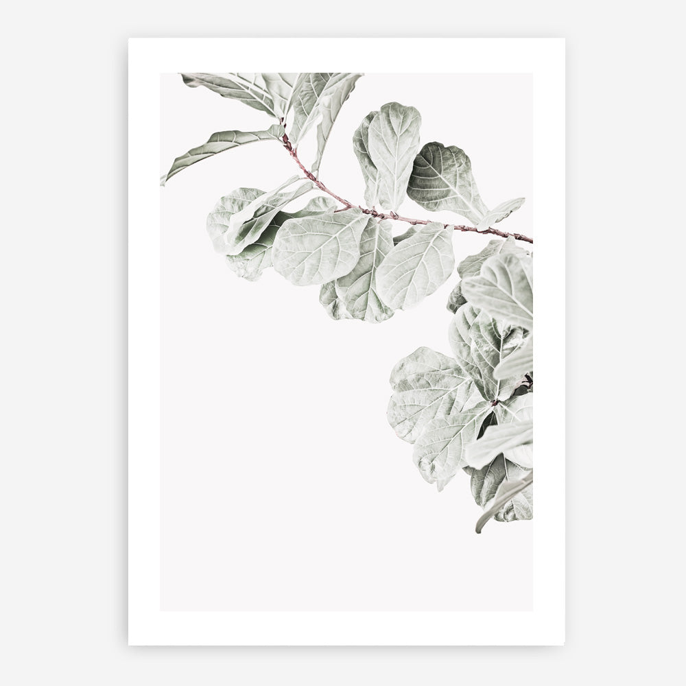 Shop Fiddle-Leaf Fig II Photo Art Print a floral themed photography wall art print from The Print Emporium wall artwork collection - Buy Australian made fine art poster and framed prints for the home and your interior decor room, TPE-596-AP