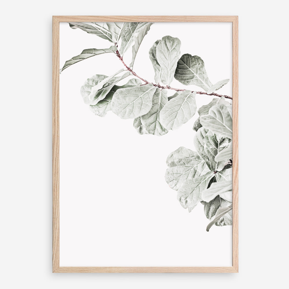 Shop Fiddle-Leaf Fig II Photo Art Print a floral themed photography wall art print from The Print Emporium wall artwork collection - Buy Australian made fine art poster and framed prints for the home and your interior decor room, TPE-596-AP