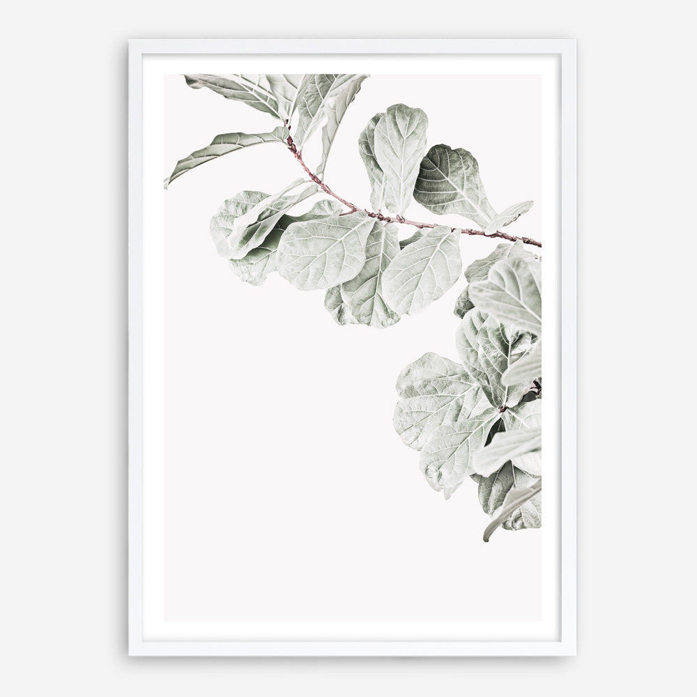 Shop Fiddle-Leaf Fig II Photo Art Print a floral themed photography wall art print from The Print Emporium wall artwork collection - Buy Australian made fine art poster and framed prints for the home and your interior decor room, TPE-596-AP