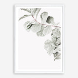 Shop Fiddle-Leaf Fig II Photo Art Print a floral themed photography wall art print from The Print Emporium wall artwork collection - Buy Australian made fine art poster and framed prints for the home and your interior decor room, TPE-596-AP