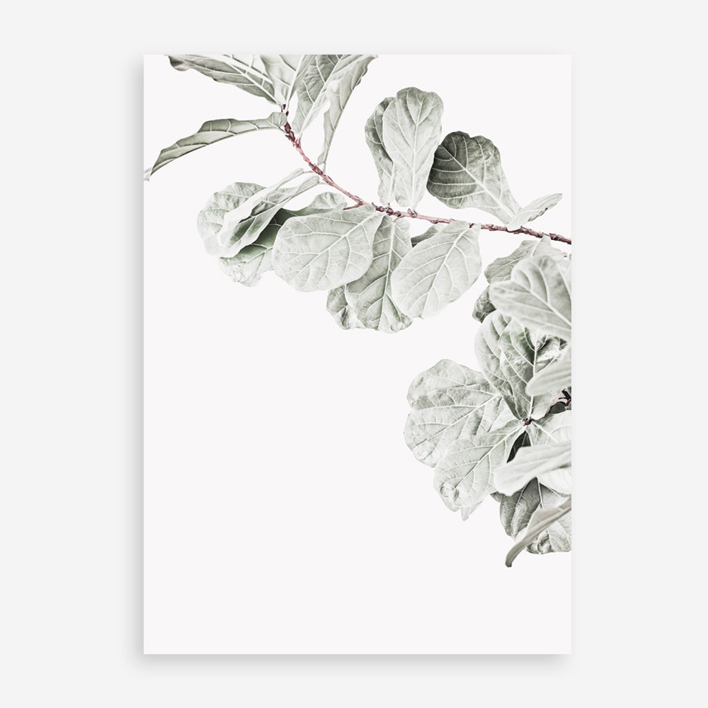 Shop Fiddle-Leaf Fig II Photo Art Print a floral themed photography wall art print from The Print Emporium wall artwork collection - Buy Australian made fine art poster and framed prints for the home and your interior decor room, TPE-596-AP