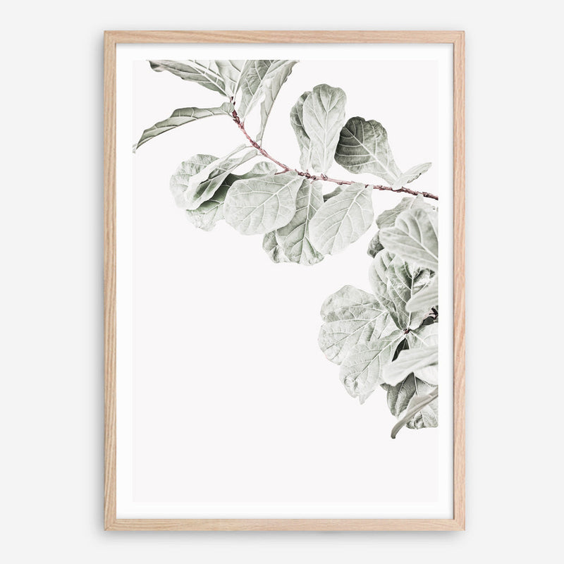 Shop Fiddle-Leaf Fig II Photo Art Print a floral themed photography wall art print from The Print Emporium wall artwork collection - Buy Australian made fine art poster and framed prints for the home and your interior decor room, TPE-596-AP