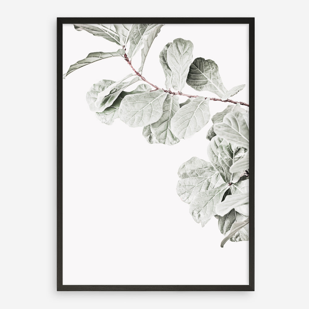 Shop Fiddle-Leaf Fig II Photo Art Print a floral themed photography wall art print from The Print Emporium wall artwork collection - Buy Australian made fine art poster and framed prints for the home and your interior decor room, TPE-596-AP