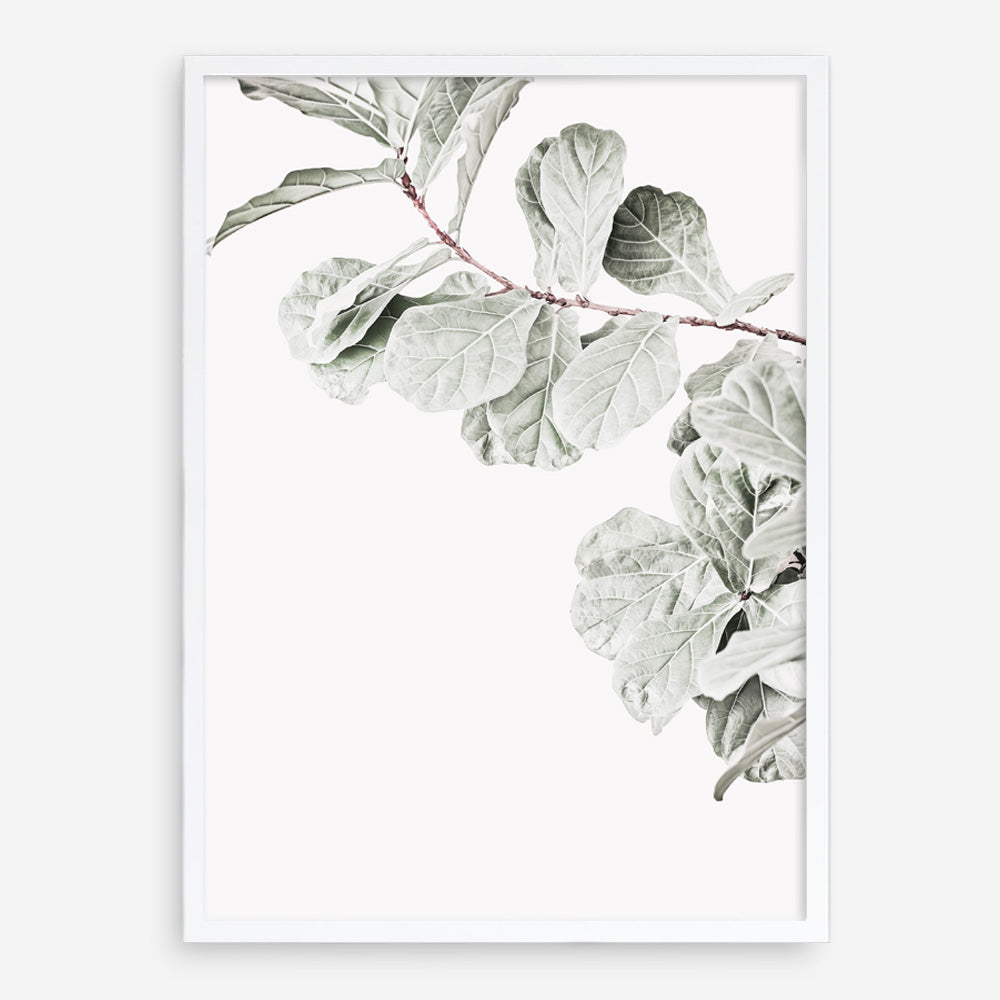 Shop Fiddle-Leaf Fig II Photo Art Print a floral themed photography wall art print from The Print Emporium wall artwork collection - Buy Australian made fine art poster and framed prints for the home and your interior decor room, TPE-596-AP