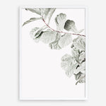 Shop Fiddle-Leaf Fig II Photo Art Print a floral themed photography wall art print from The Print Emporium wall artwork collection - Buy Australian made fine art poster and framed prints for the home and your interior decor room, TPE-596-AP