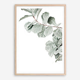 Shop Fiddle-Leaf Fig Photo Art Print a floral themed photography wall art print from The Print Emporium wall artwork collection - Buy Australian made fine art poster and framed prints for the home and your interior decor room, TPE-523-AP