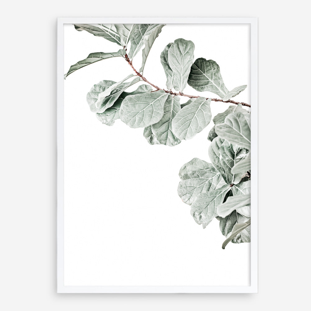 Shop Fiddle-Leaf Fig Photo Art Print a floral themed photography wall art print from The Print Emporium wall artwork collection - Buy Australian made fine art poster and framed prints for the home and your interior decor room, TPE-523-AP