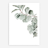 Shop Fiddle-Leaf Fig Photo Art Print a floral themed photography wall art print from The Print Emporium wall artwork collection - Buy Australian made fine art poster and framed prints for the home and your interior decor room, TPE-523-AP
