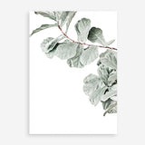Shop Fiddle-Leaf Fig Photo Art Print a floral themed photography wall art print from The Print Emporium wall artwork collection - Buy Australian made fine art poster and framed prints for the home and your interior decor room, TPE-523-AP