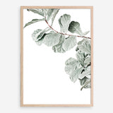Shop Fiddle-Leaf Fig Photo Art Print a floral themed photography wall art print from The Print Emporium wall artwork collection - Buy Australian made fine art poster and framed prints for the home and your interior decor room, TPE-523-AP